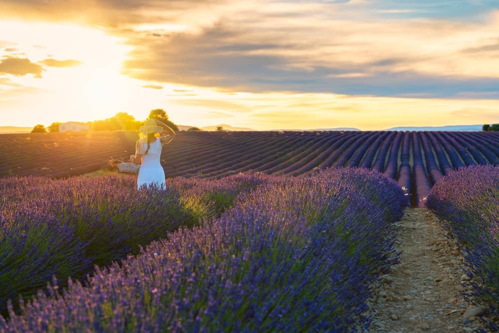 Lavender fields Bulgaria